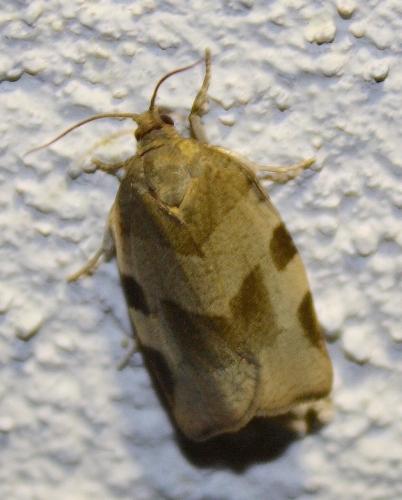 Choristoneura hebenstreitella